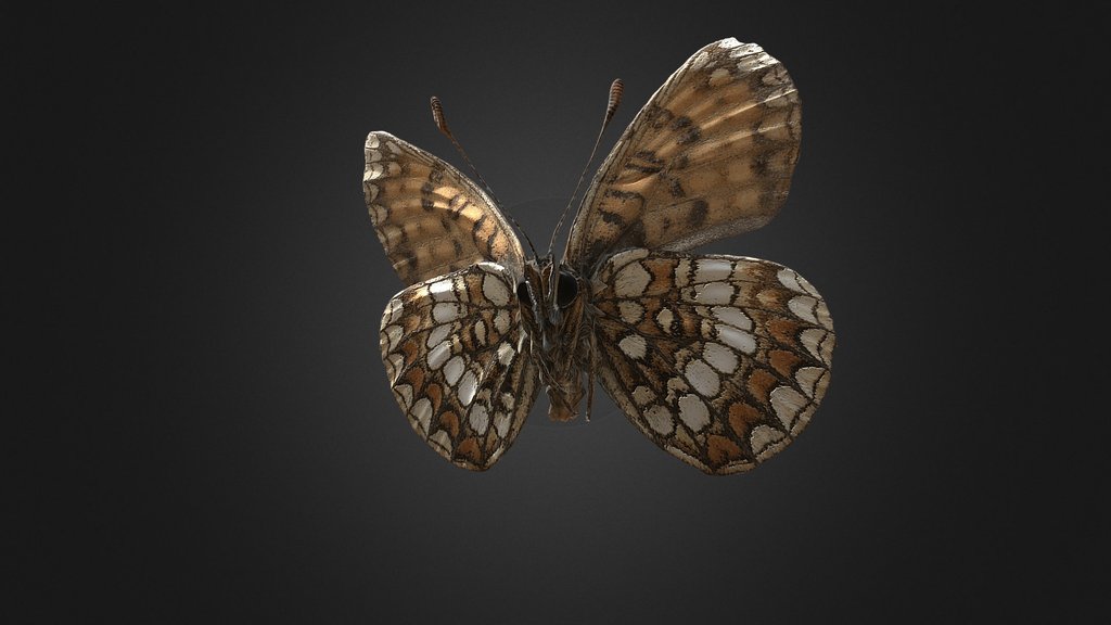 Melitaea britomartis