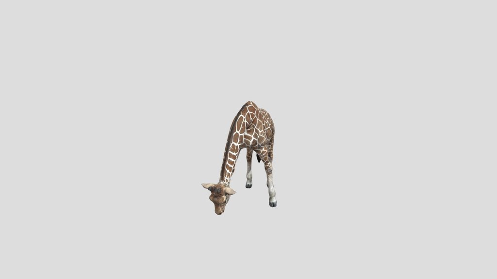 Giraffe+motions
