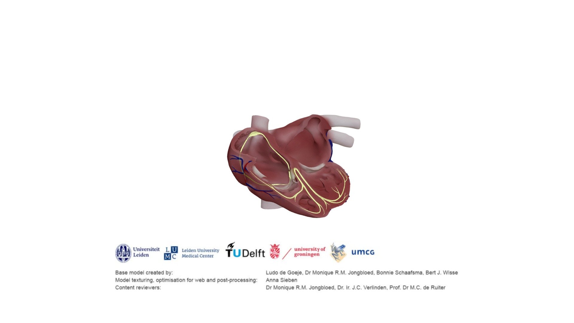 Cardiac conduction system - Download Free 3D model by E-learning UMCG  (@eLearningUMCG) [20a5e36]