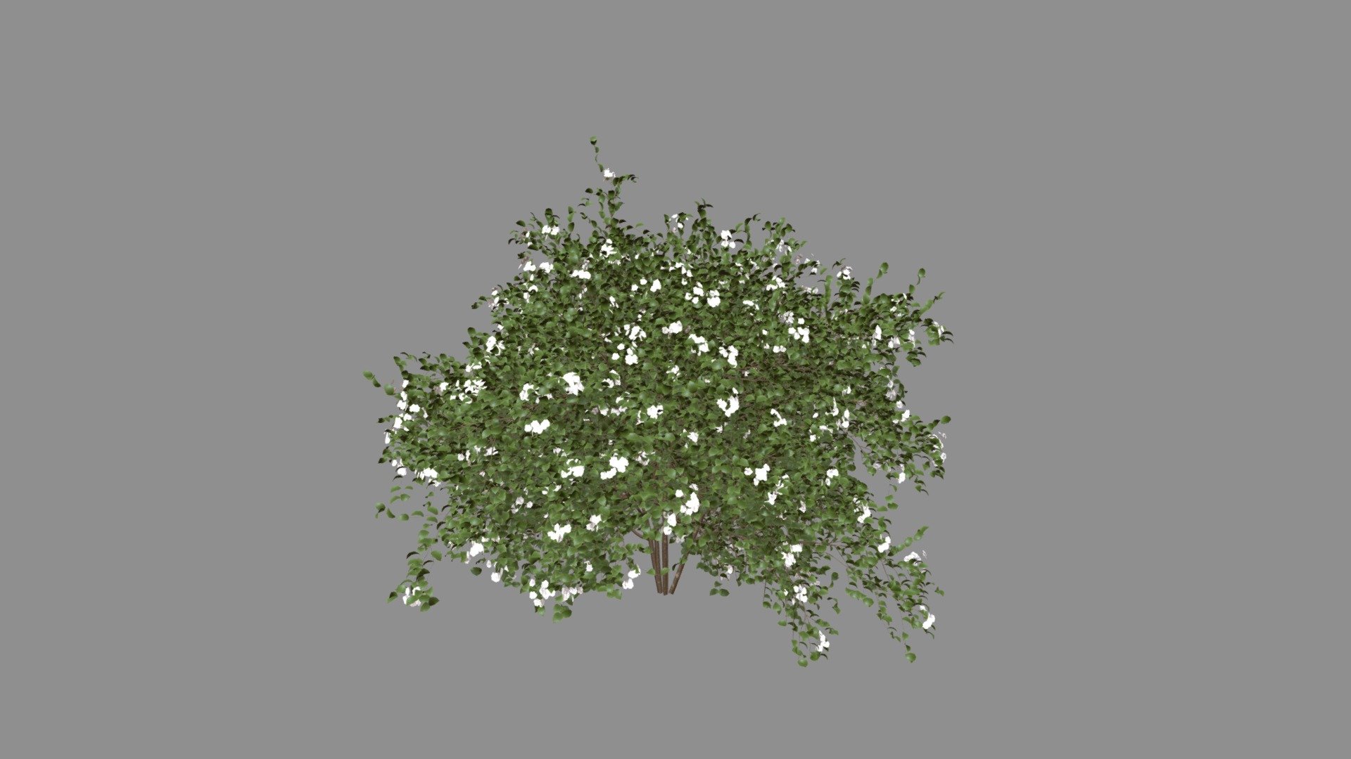 Cornus Racemosa Spring 02 - Buy Royalty Free 3D model by hkhalif ...