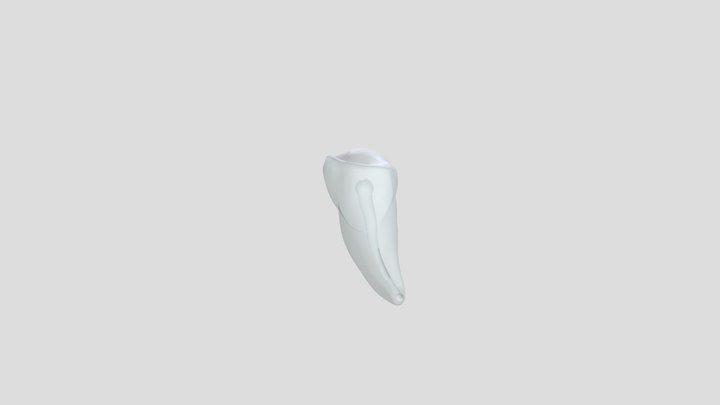 Upper lateral incisor 3D Model