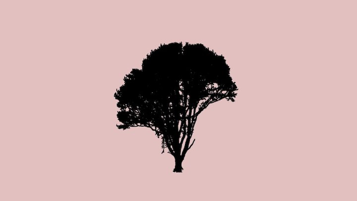 Wytham Sycamore 3D Model