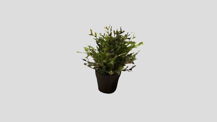 Plastic plant 3D Model