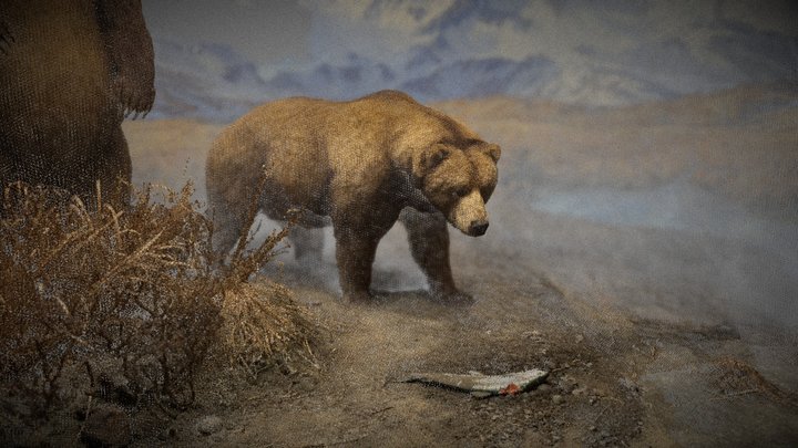 Alaska Brown Bear Diorama (Point Cloud) 3D Model