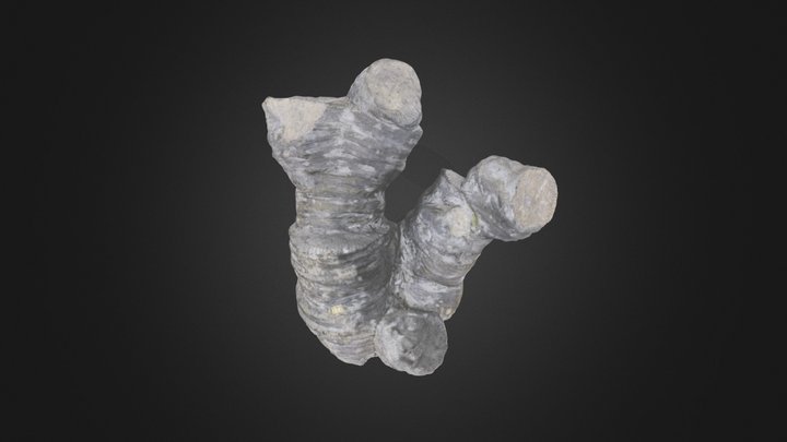 Rugose coral: Heliophyllum confluens (PRI 49870) – Modelo 3D gratuito STL