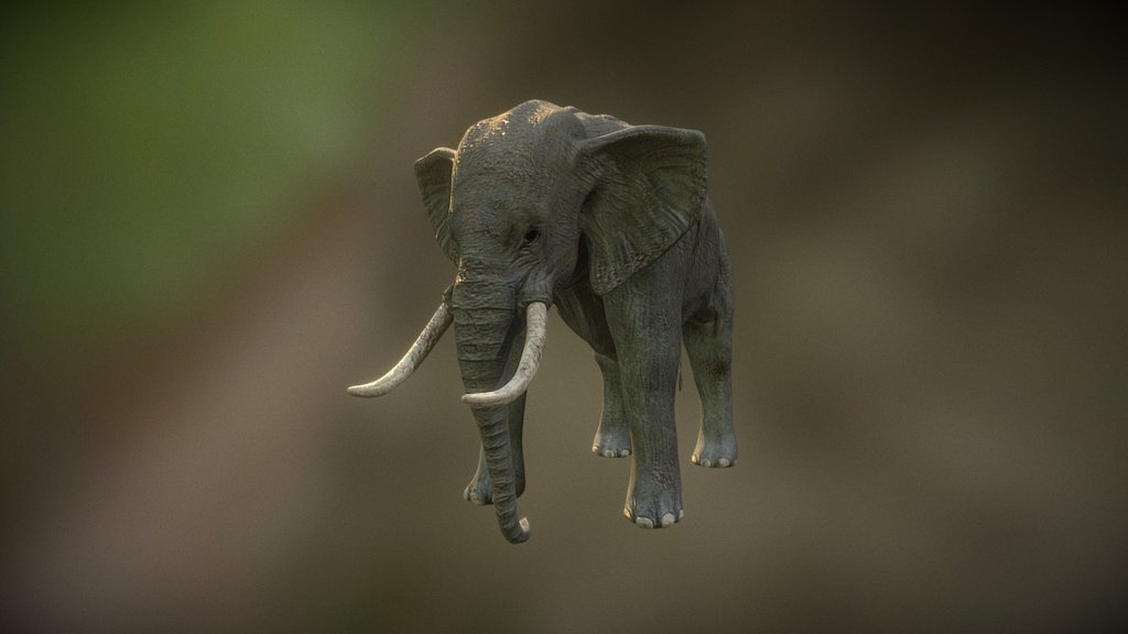 animal anatomy A 3D model collection by Alexanderefimov Sketchfab