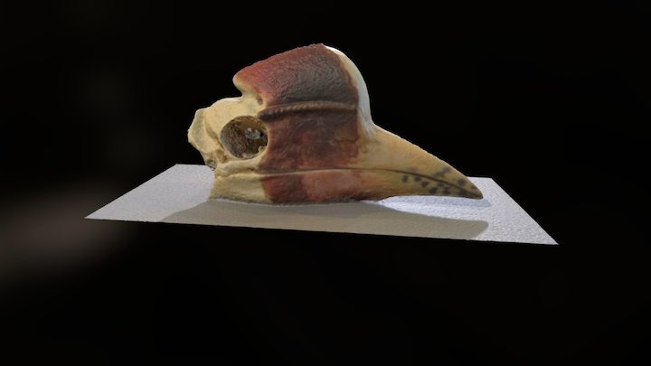 Rhinoplax Skull 3D Model