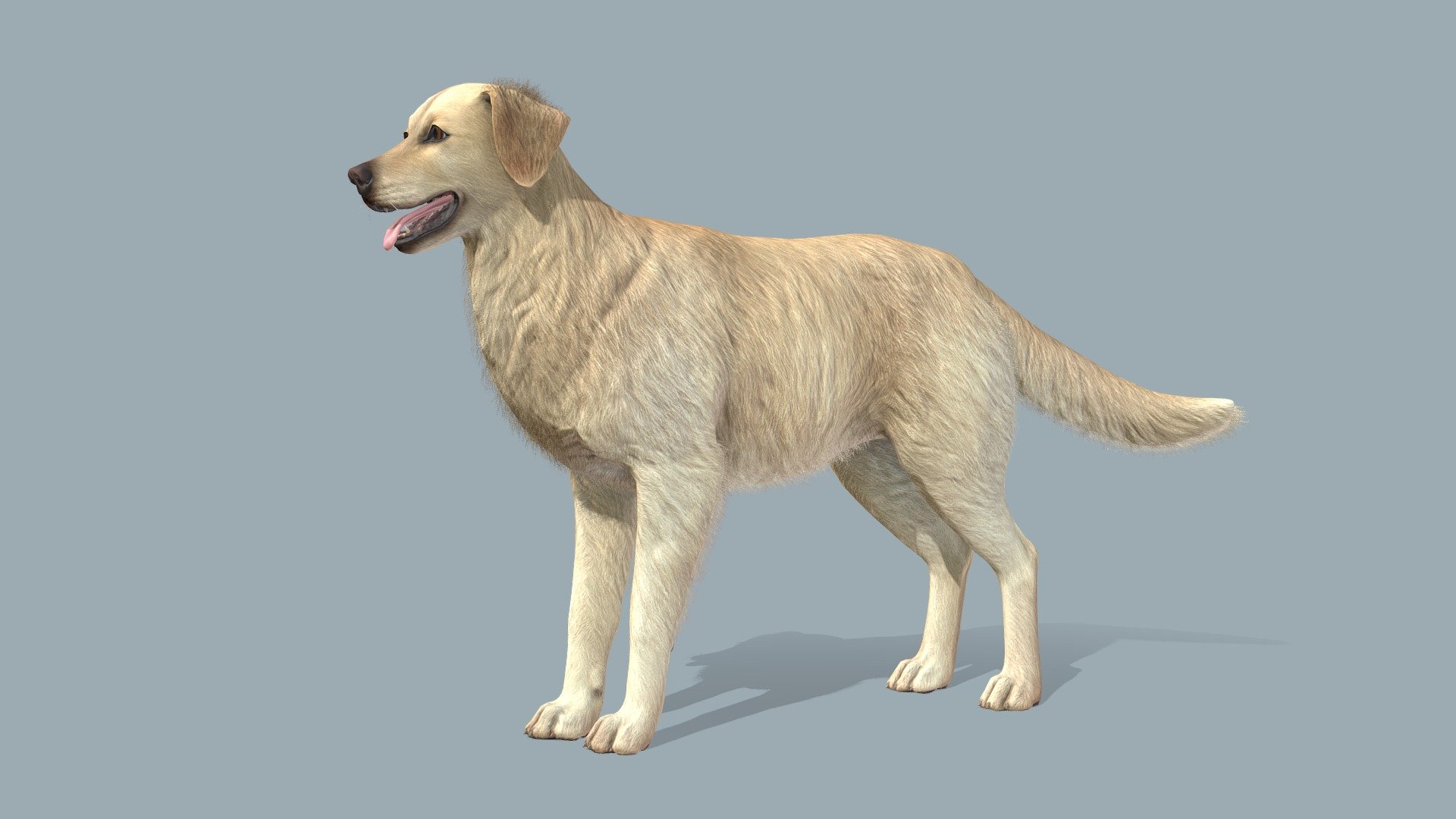 Dog - Golden Retriever v3 - Buy Royalty Free 3D model by RedDeer ...