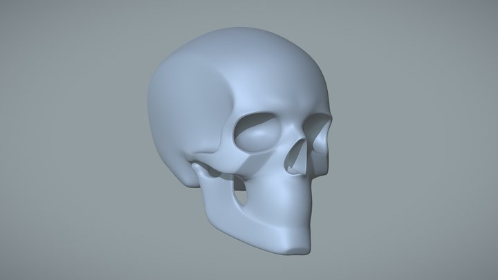 Skull Proportions & Key Landmarks 3D Model