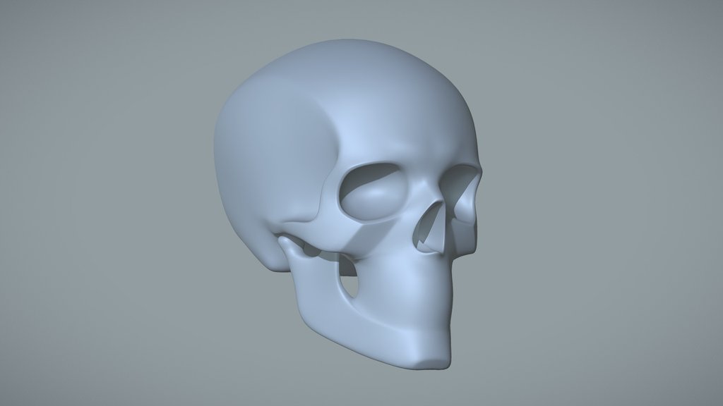 Skull Proportions & Key Landmarks