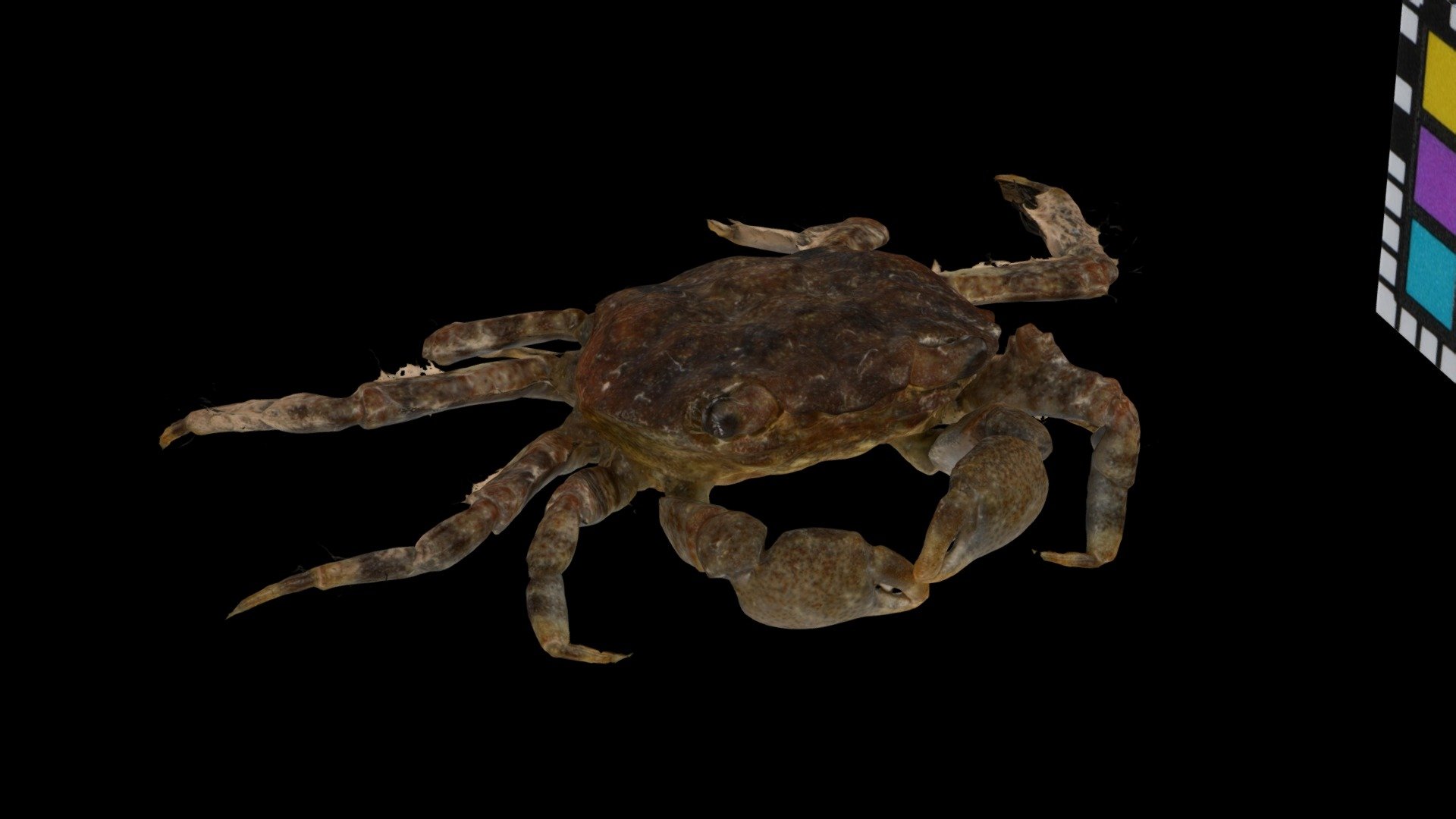 CC0 カワスナガニ 🦀 ♂, Deiratonotus japonicus - Download Free 3D