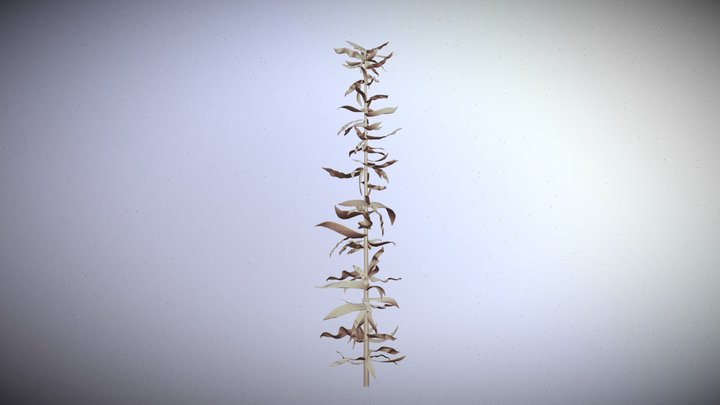 Kelp Plant 3D Model