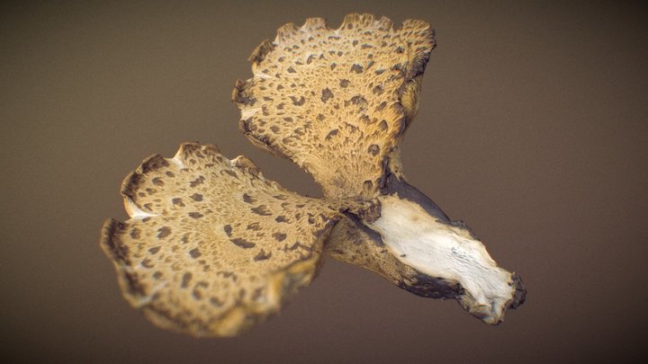 Mushroom Polypore 5 3D Model