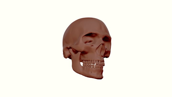 skull-downloadable 3D Model