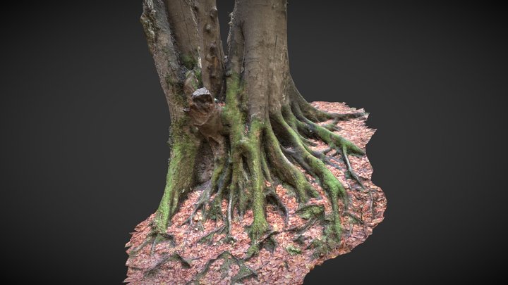 Tree From Papuk Nature Park 3D Model