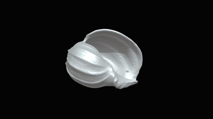 Ocean Shell 3D Model