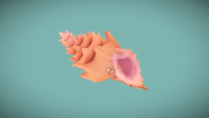 Conch Shell 3D Model