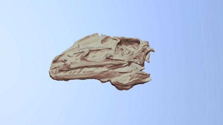 Zupaysaurus rougieri - 3D Model 3D Model