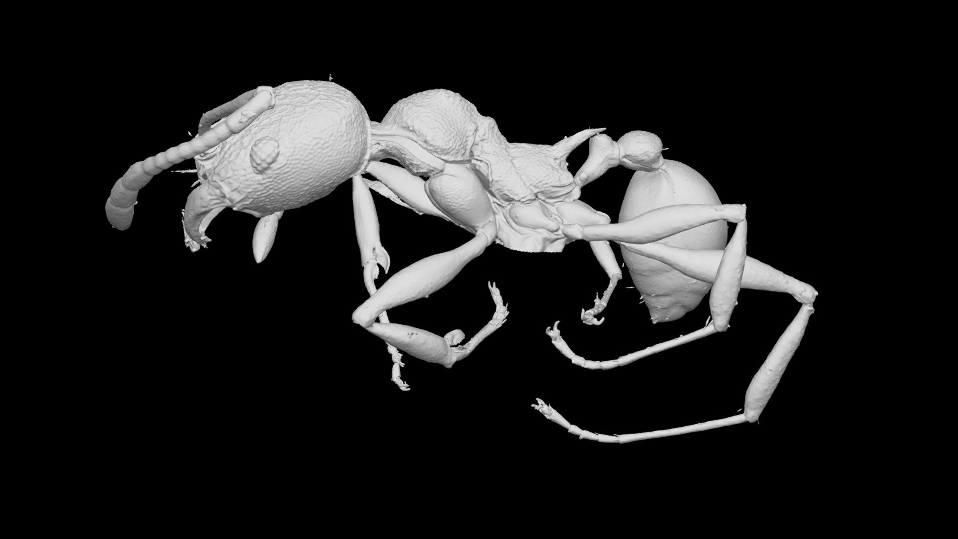 Pheidole caldwelli Minor Worker CASENT0709600