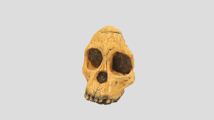Taung's kid 3D Model