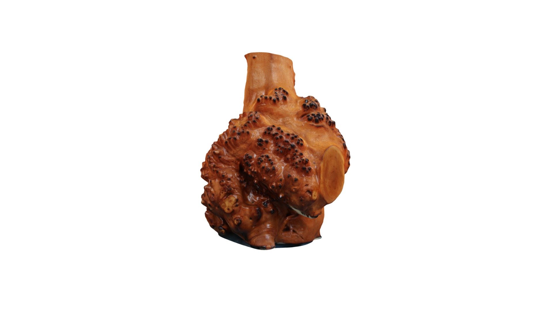 Кап березы. Burl of birch (Betula pendula)