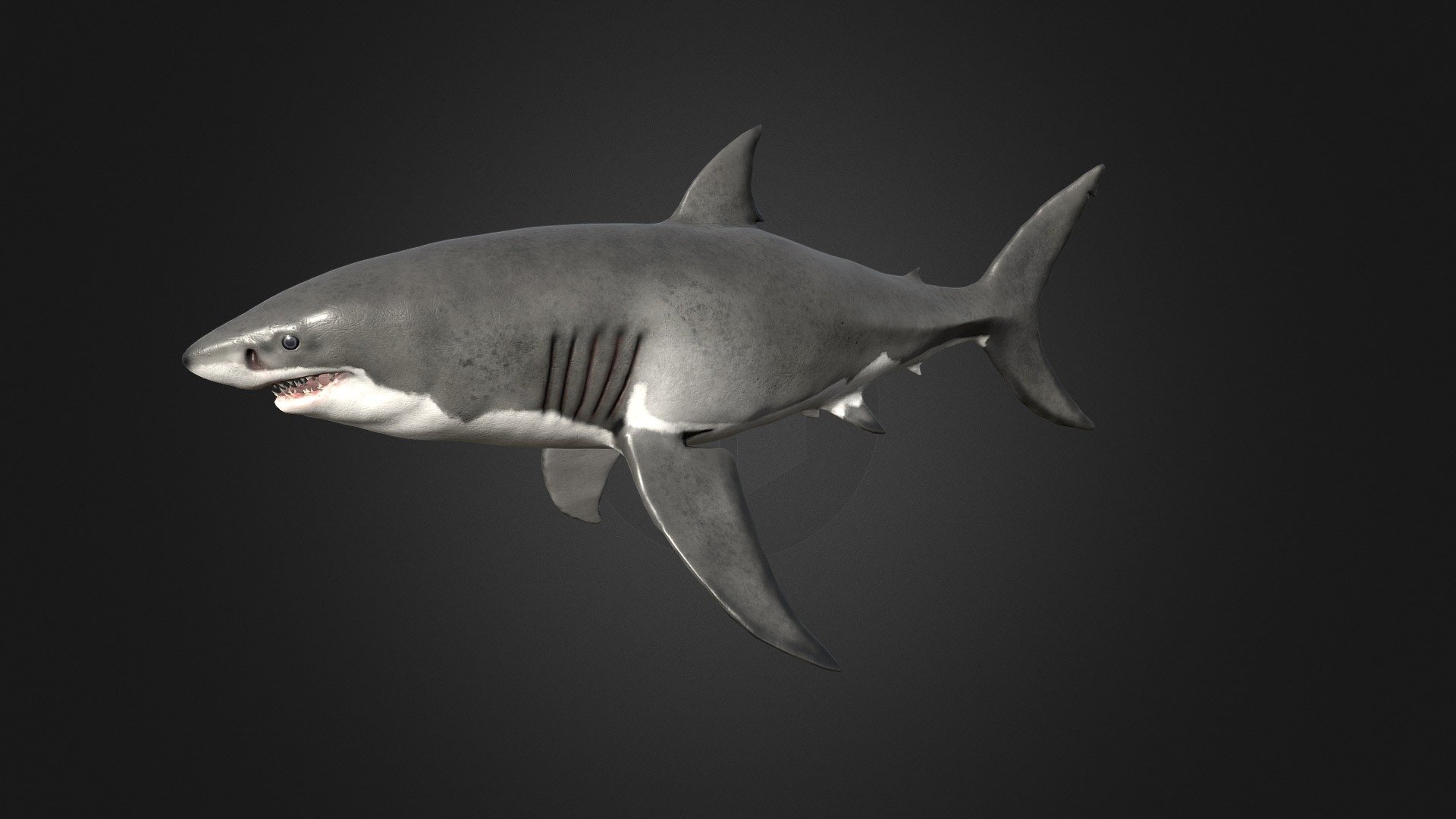 white shark ip
