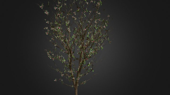 Saskatoon Berry 3D Model
