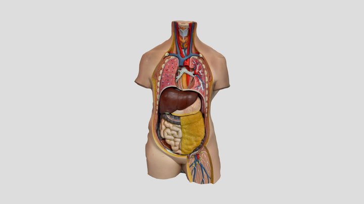 There is no heart ❤️ to this scan 3D Model