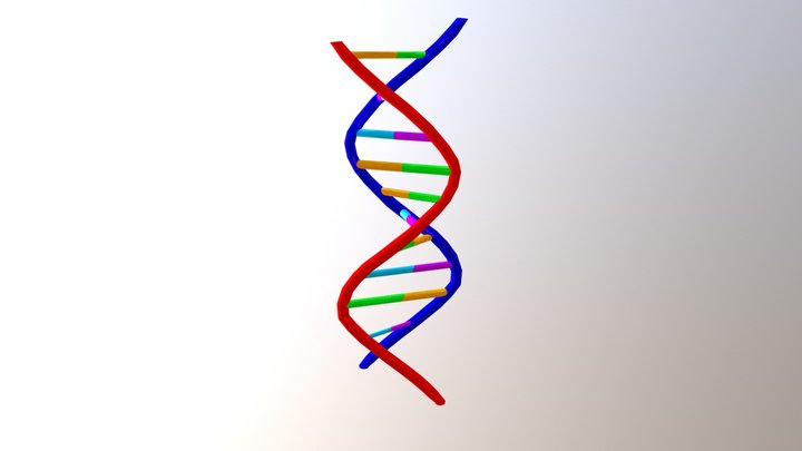 DNA 3D Model
