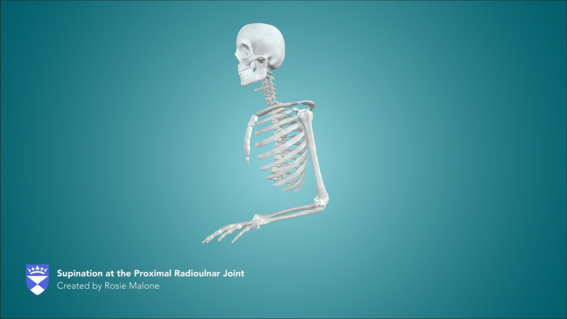 Supination at the Proximal Radioulnar Joint