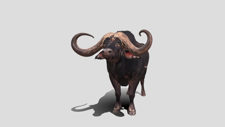 Cape Buffalo 3d model free – Modello 3D gratuito STL