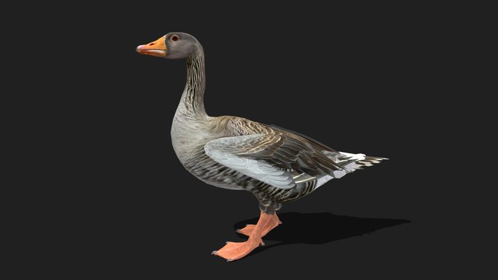 GOOSE - Realistic 3D Model (DEMO FREE)