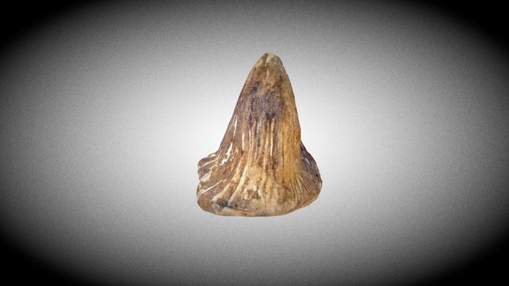 CaracolaFinalFinal 3D Model