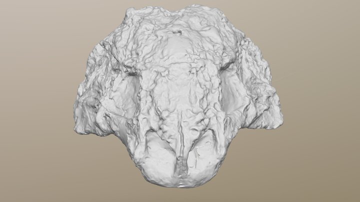 Pareiasaur Scutosaurus karpinskii skull 3D Model
