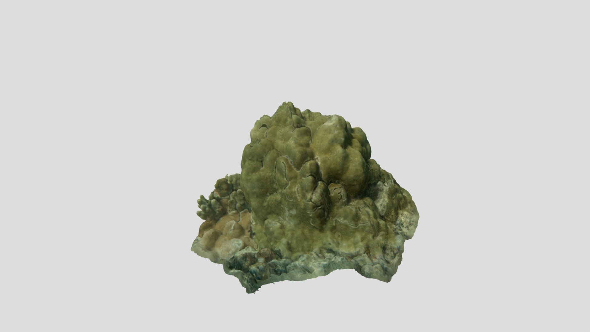 Coral - Porites lobata