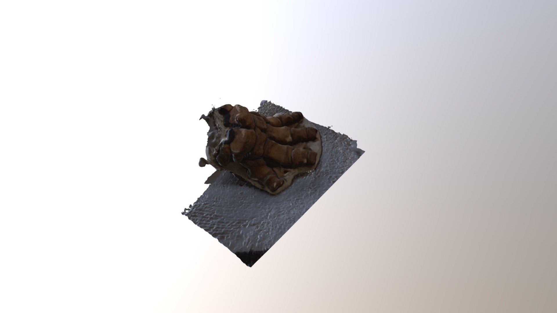 Pygmy Mammoth Foot