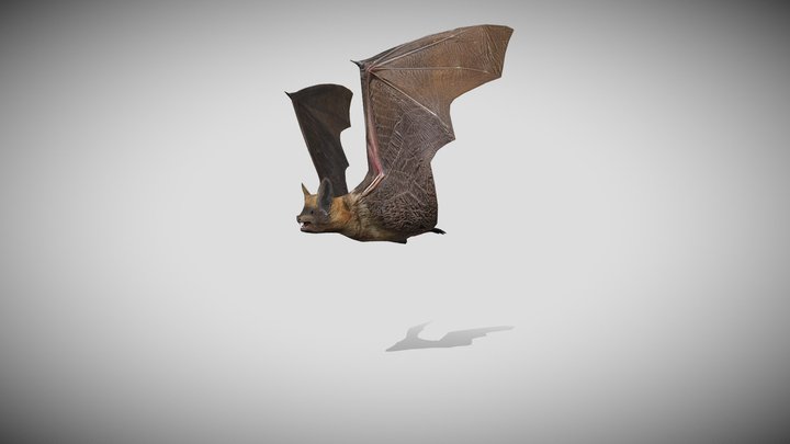 Medhue Bat 3D Model