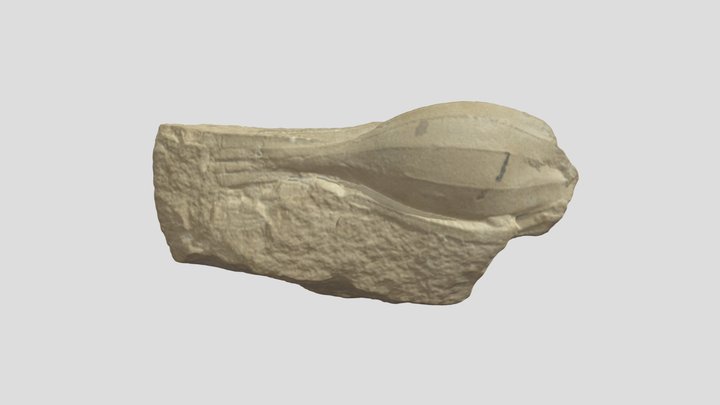 Laffonia helvetica PIMUZ 5272 3D Model