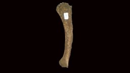 Red Fox Mandible (VCU_3D_3013) - Download Free 3D model by Virtual ...