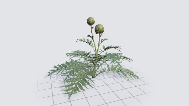 Realistic Artichoke Plant 3D Model