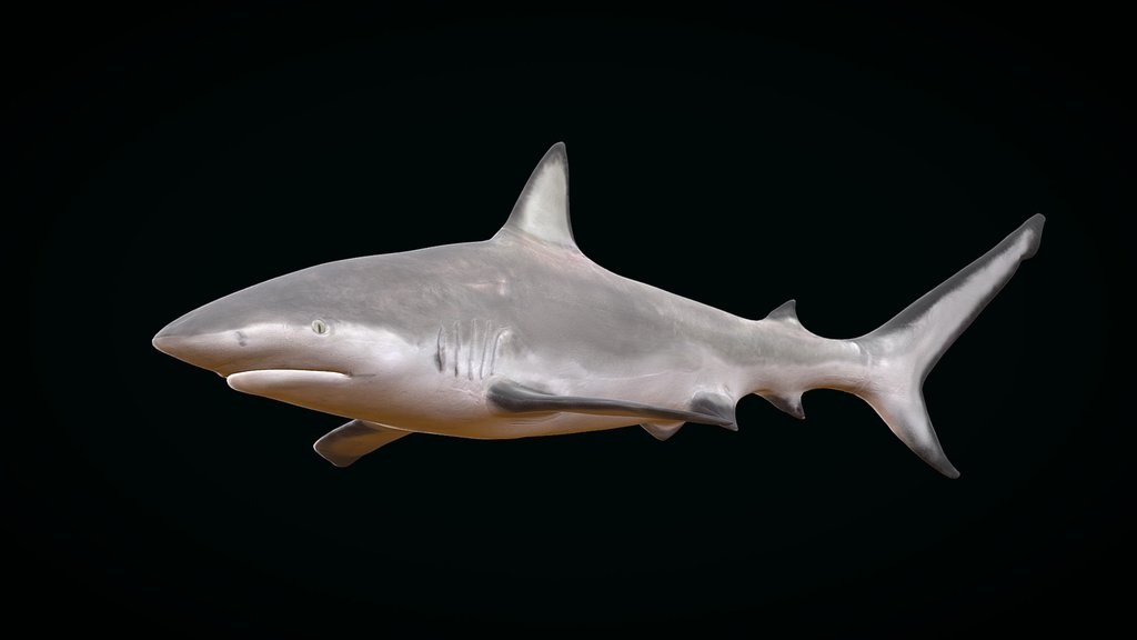 Model 54A - Caribbean Reef Shark
