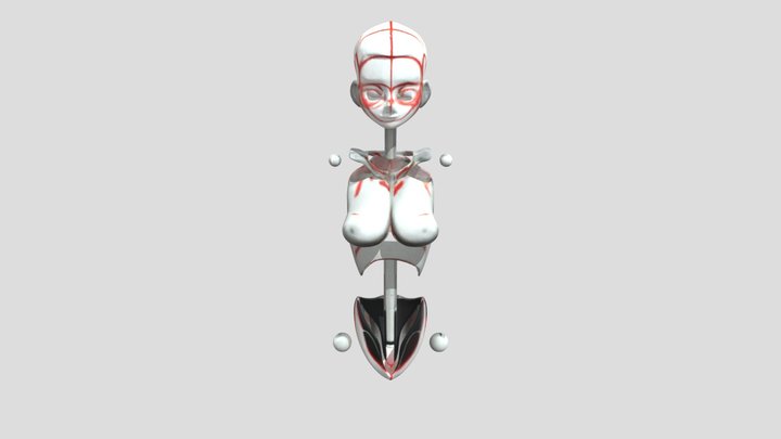 Anatomy Study Diagram 3D Model