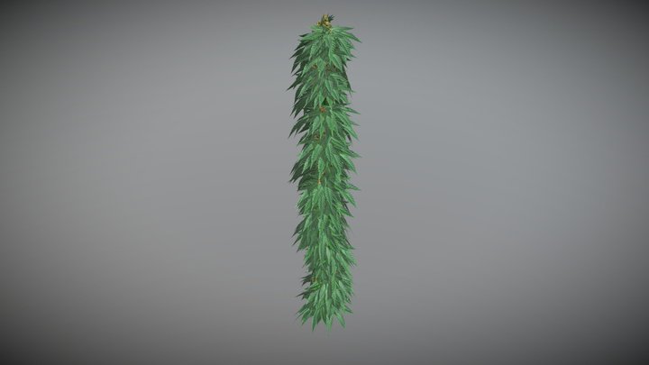 Cannabis bush Indica