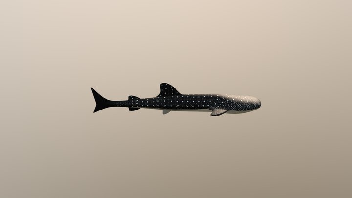 Whale Shark 3D Model