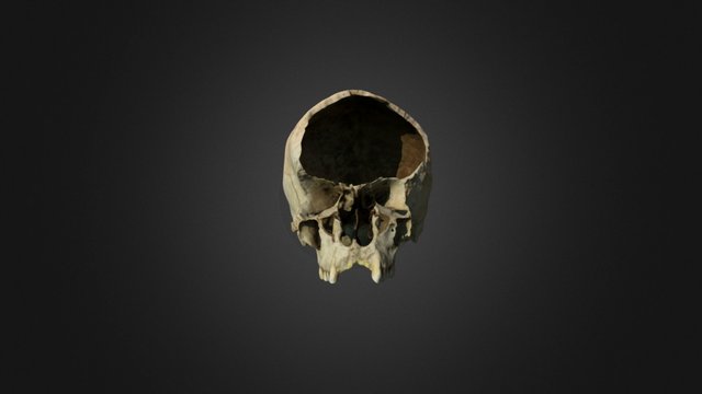 Chewed Cranium 3D Model