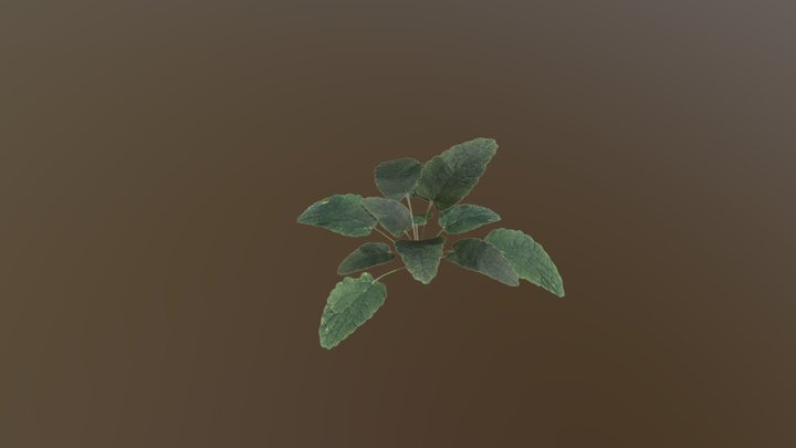 Stachys ajugoides plant 3D Model