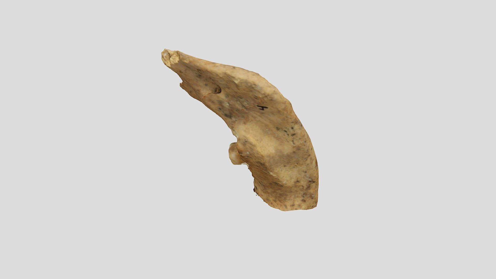 Qasr Hallabat Cistern Mandible 4