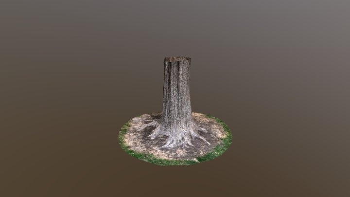 Large Oak Tree Trunk Base Photogrammetry 3D Model