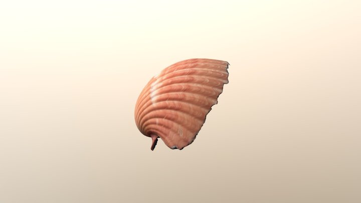 Willy the shell 3D Model