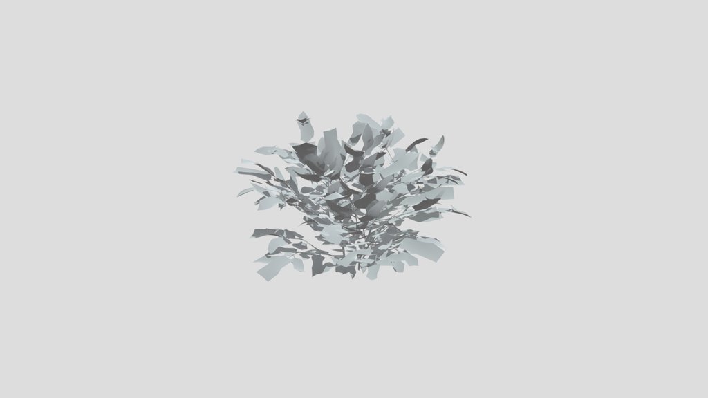 Ivory Bush
